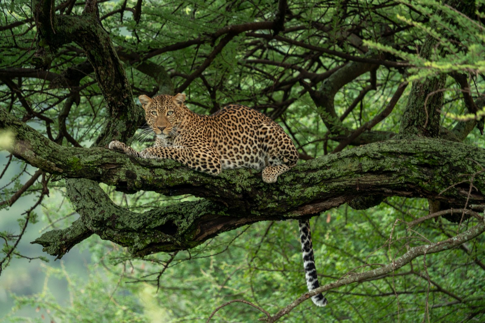 Safari Itineraries Background