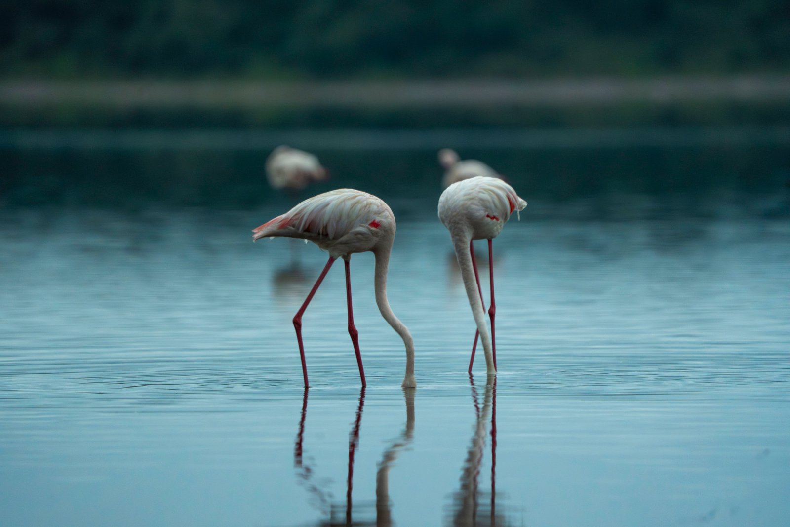 Safari Destinations Background