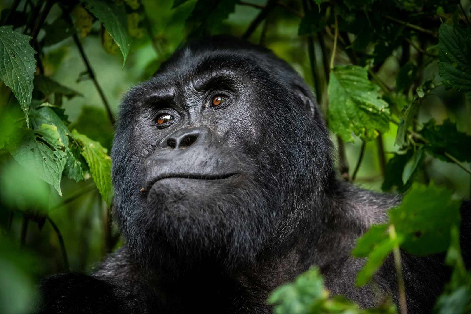 Gorilla Trekking and a Serengeti Safari: How to Combine Rwanda and Tanzania