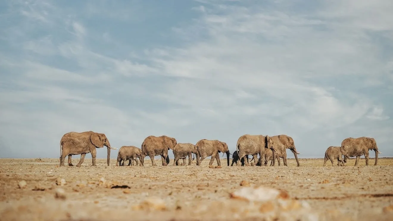 Kenya and Tanzania Safari: Frequently Asked Questions