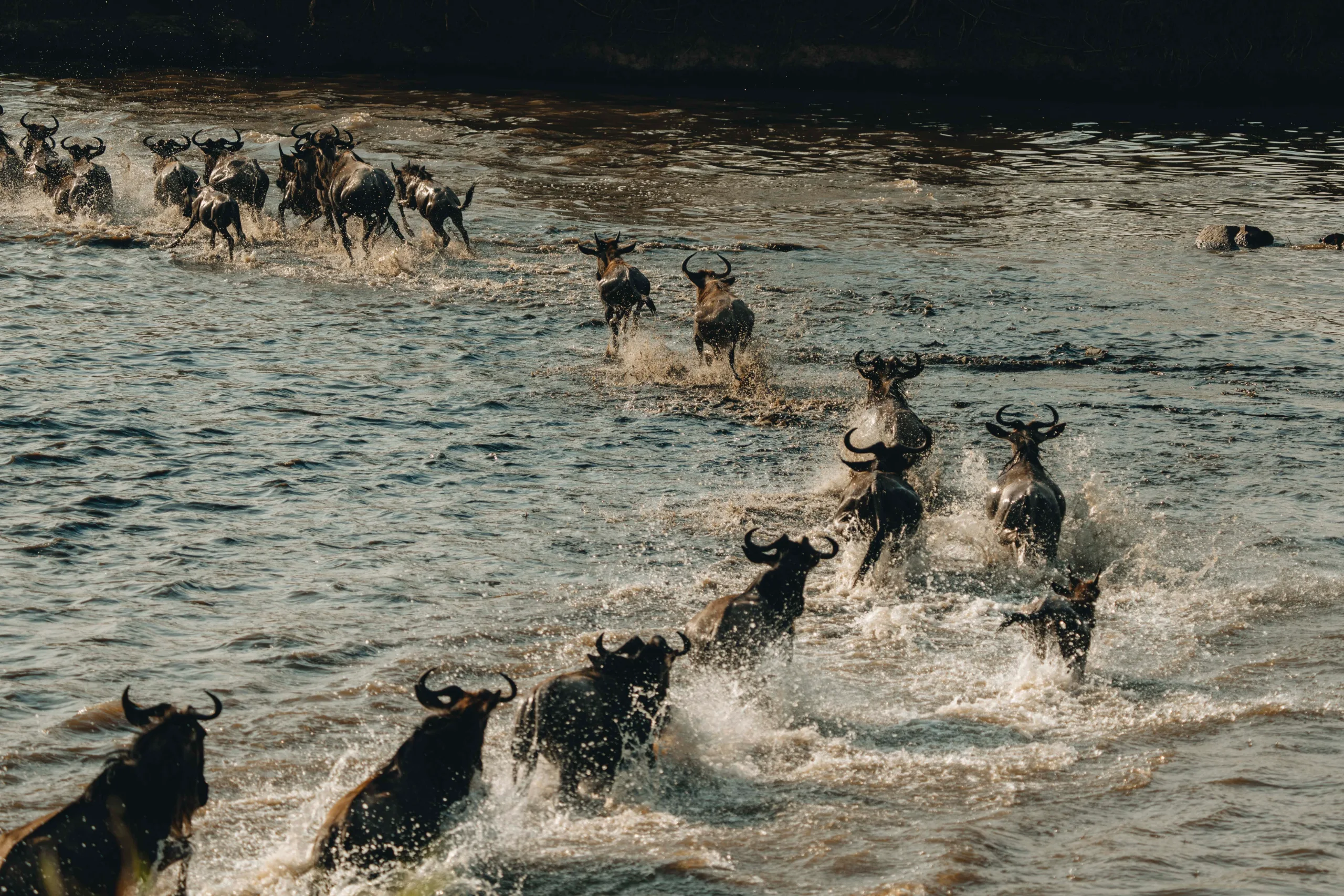 The Great Migration Safari