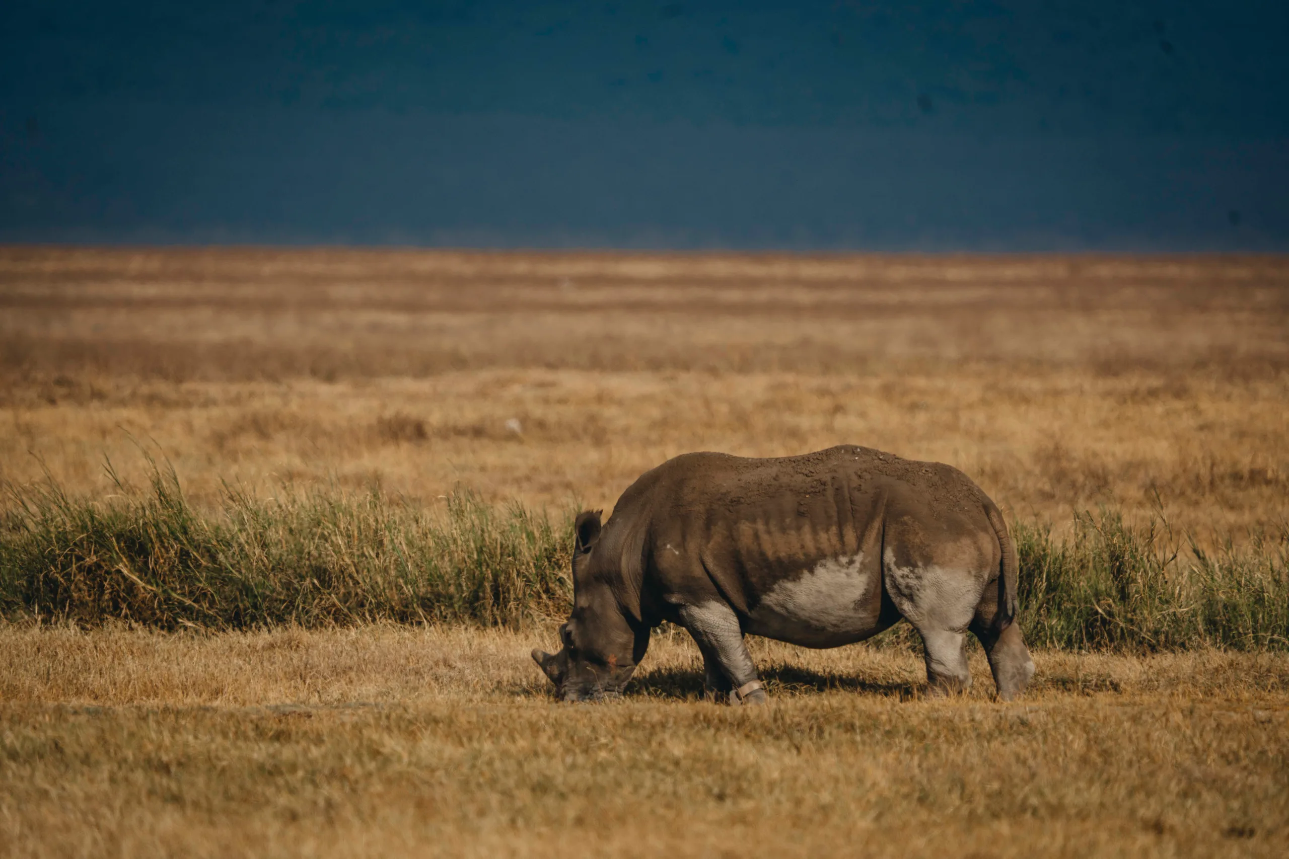 The Best Time to Visit Tanzania for a Safari: A Month by Month Guide