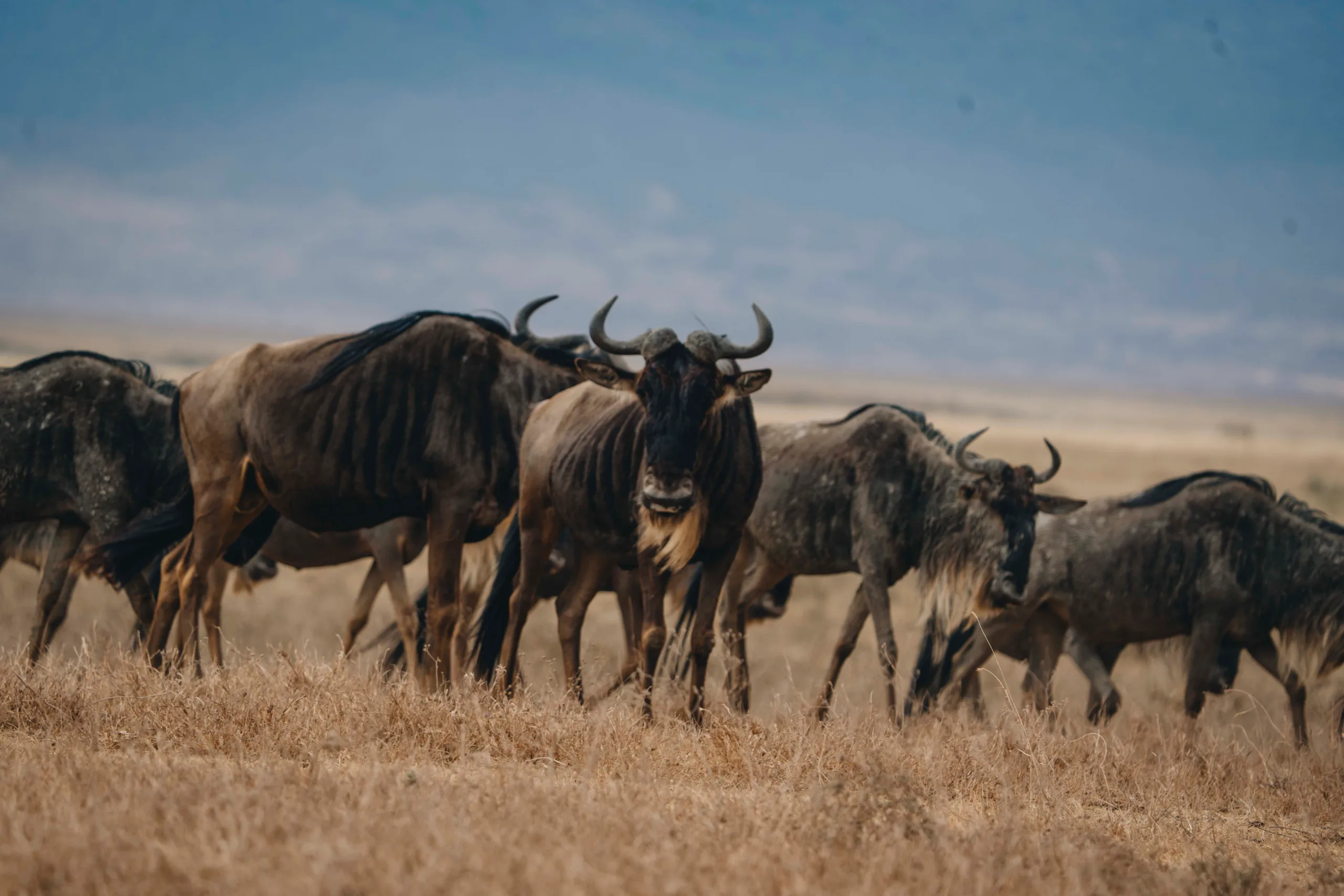 Masai Mara and Serengeti Safari: How to Combine Kenya and Tanzania