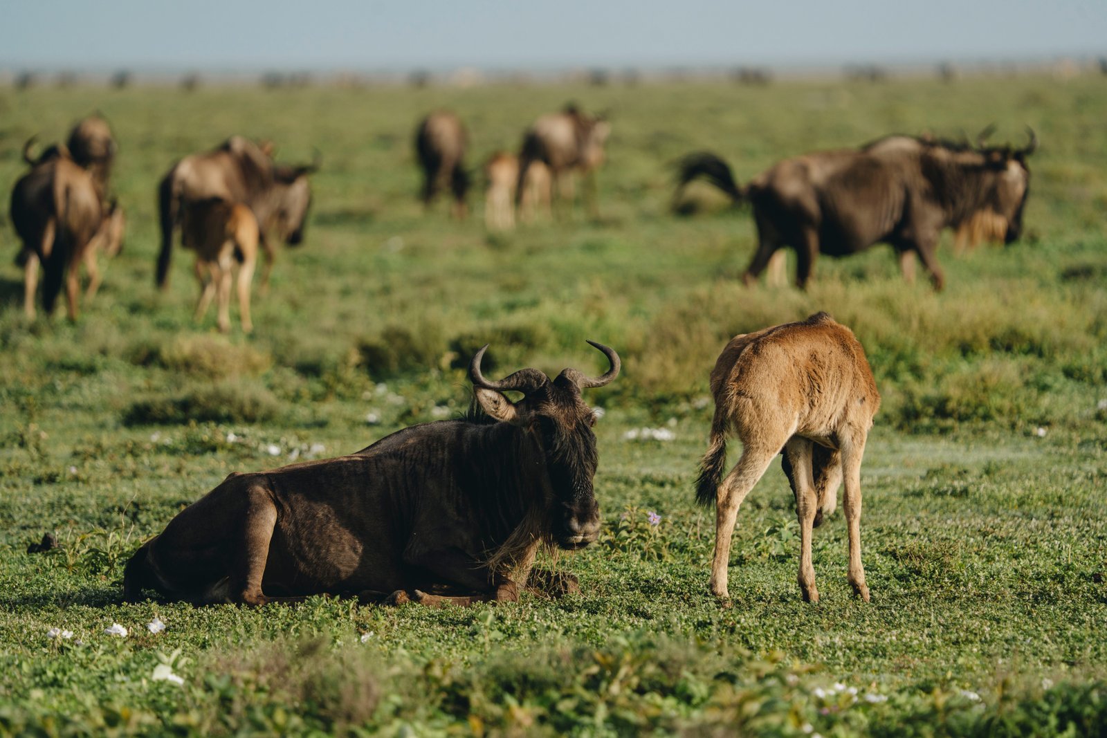 The Serengeti Great Migration: A Luxury Safari Perspective