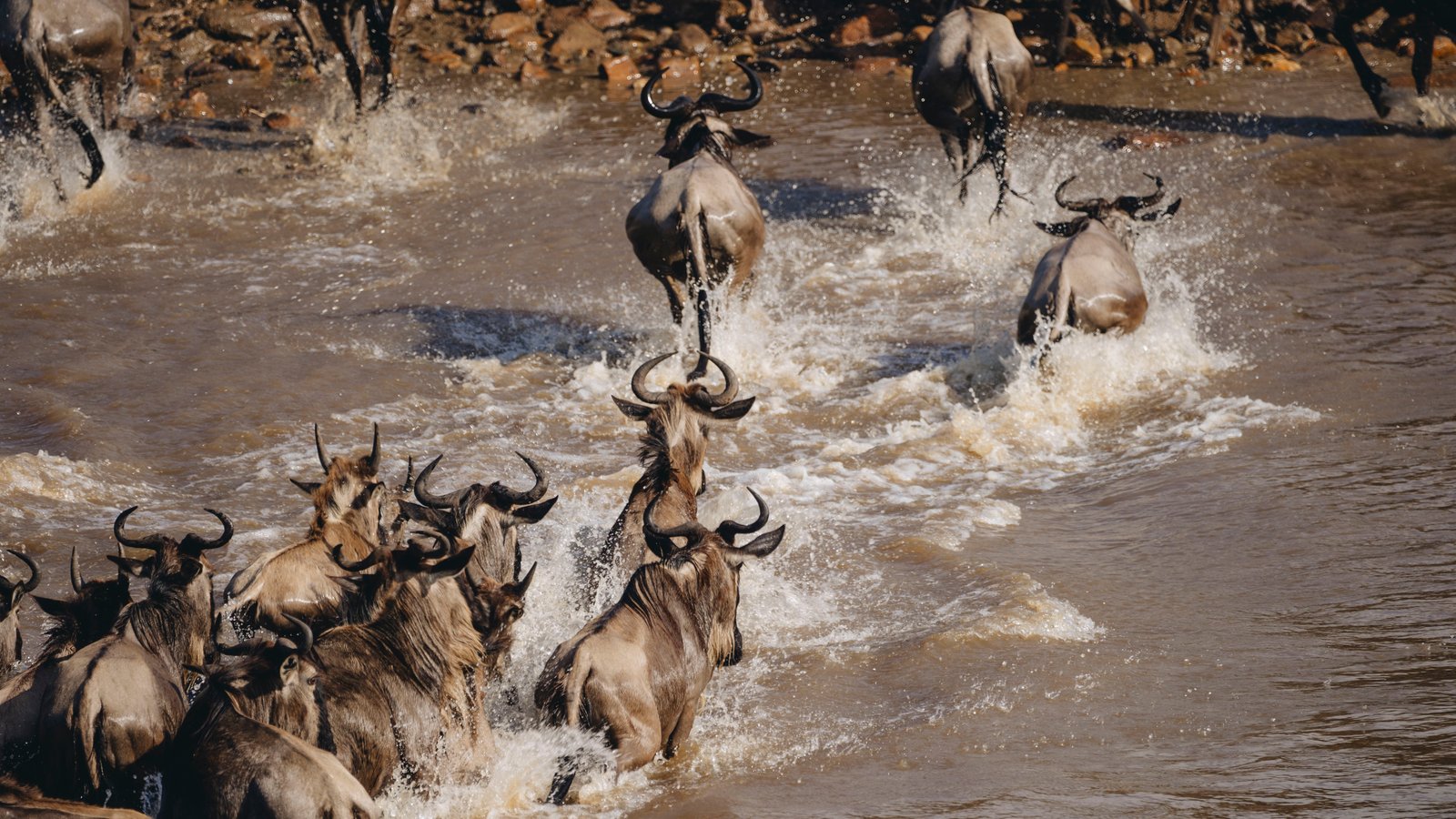 Great Migration Safaris