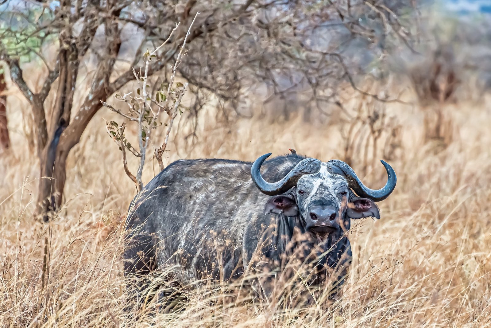 Nyerere National Park