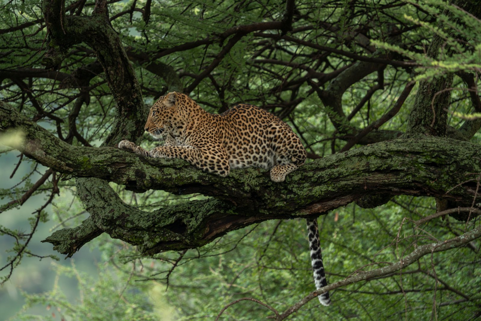 Serengeti National Park