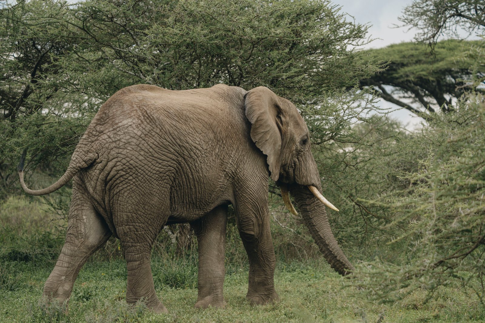 Tarangire National Park