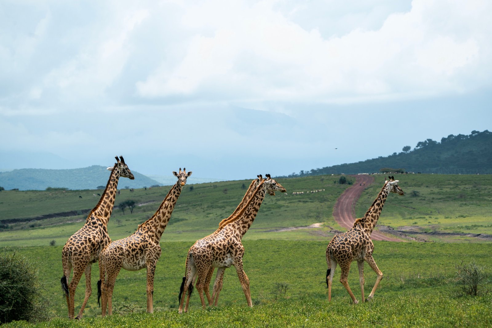 Ngorongoro Crater