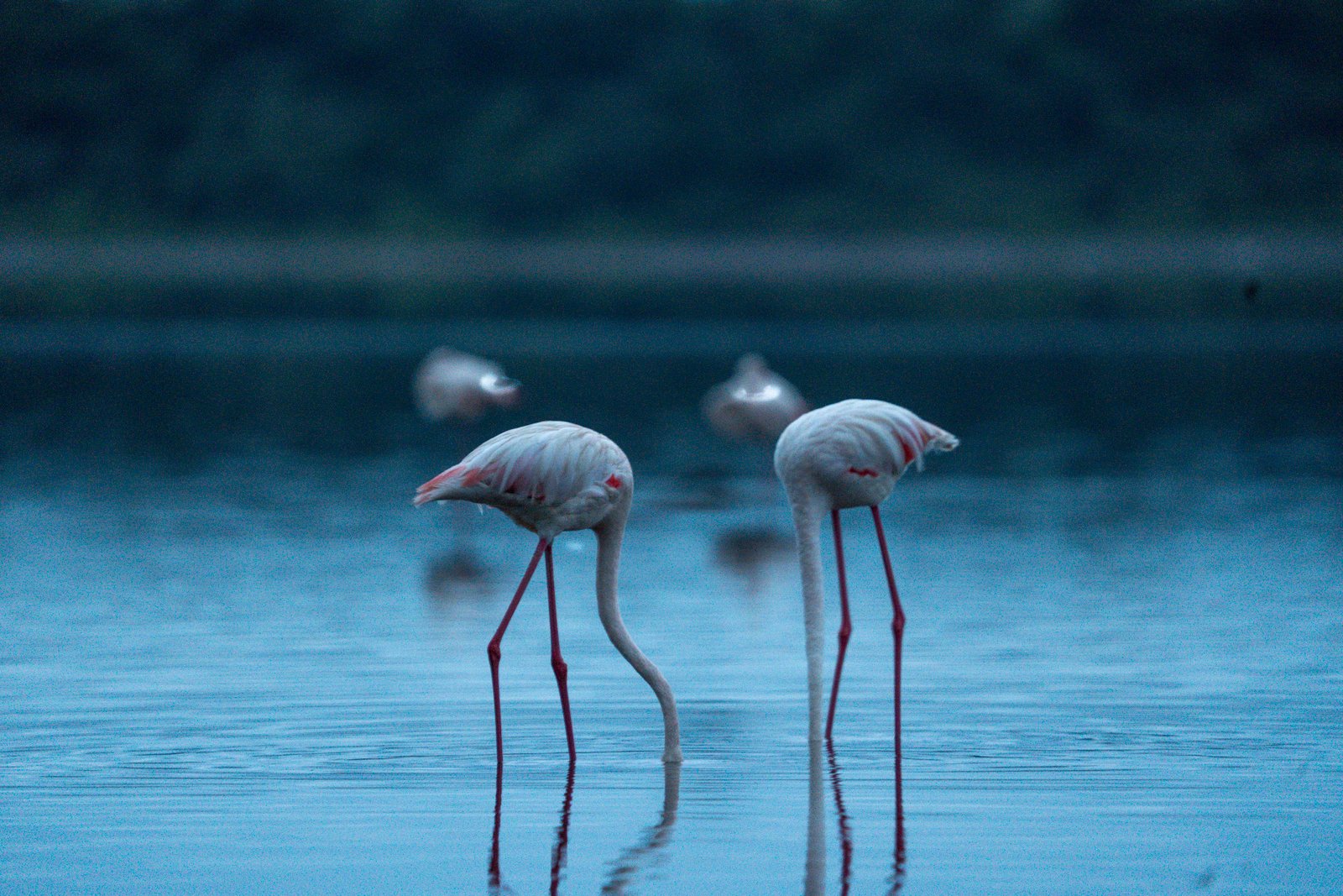 Lake Manyara National Park
