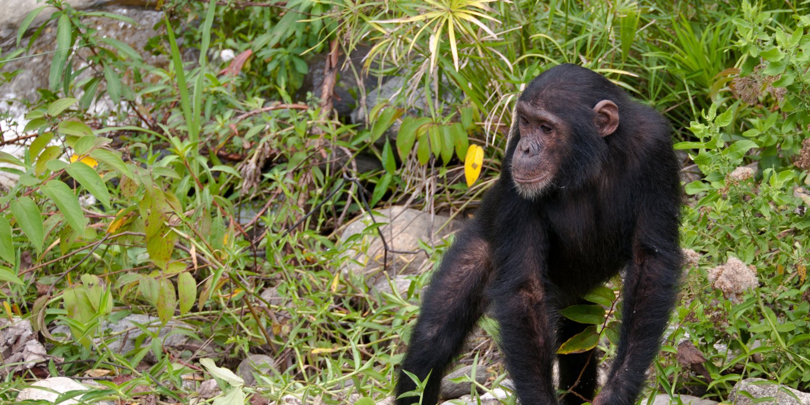 CHIMPANZEE TREKKING