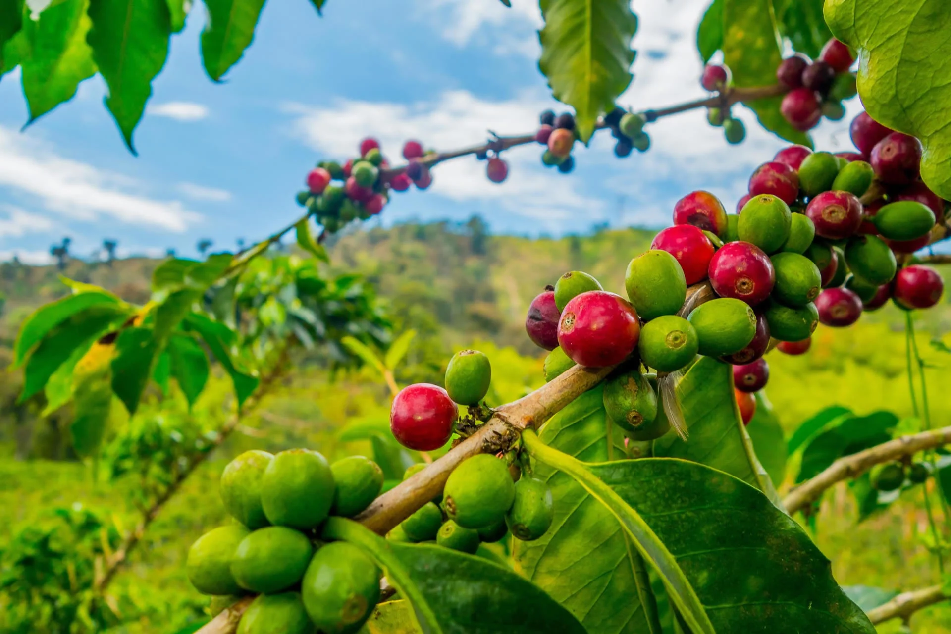 COFFEE FARM TOUR