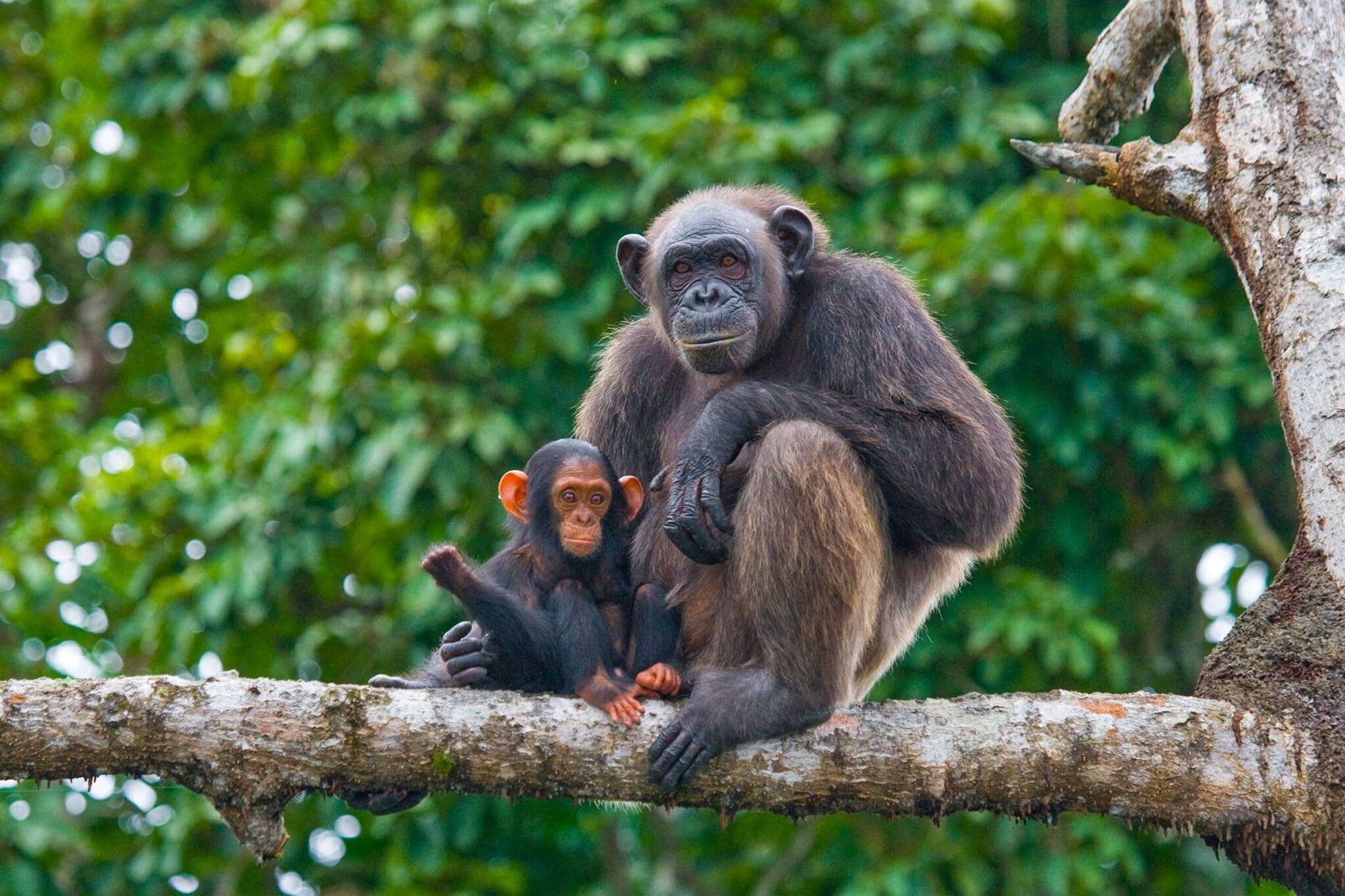 CHIMPANZEE TREKKING