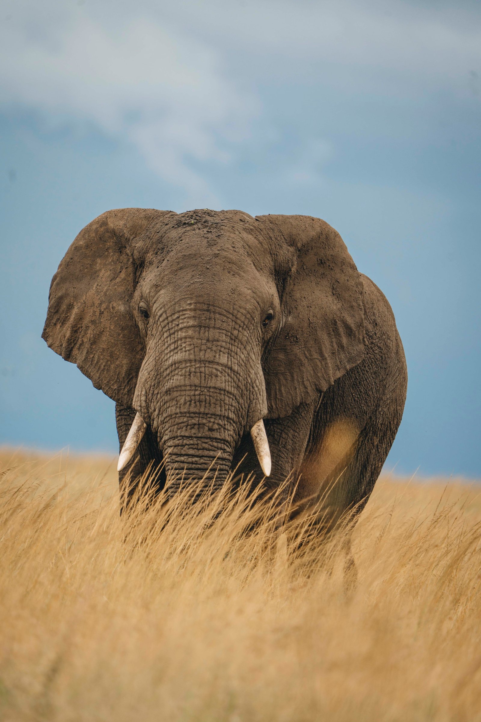 LUXURY SAFARIS