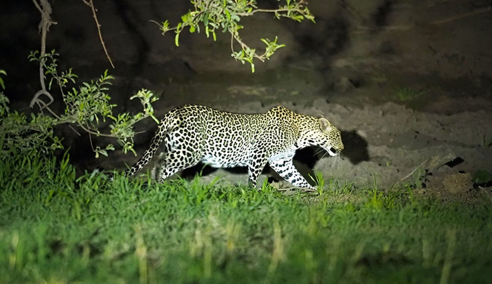 NIGHT GAME DRIVES