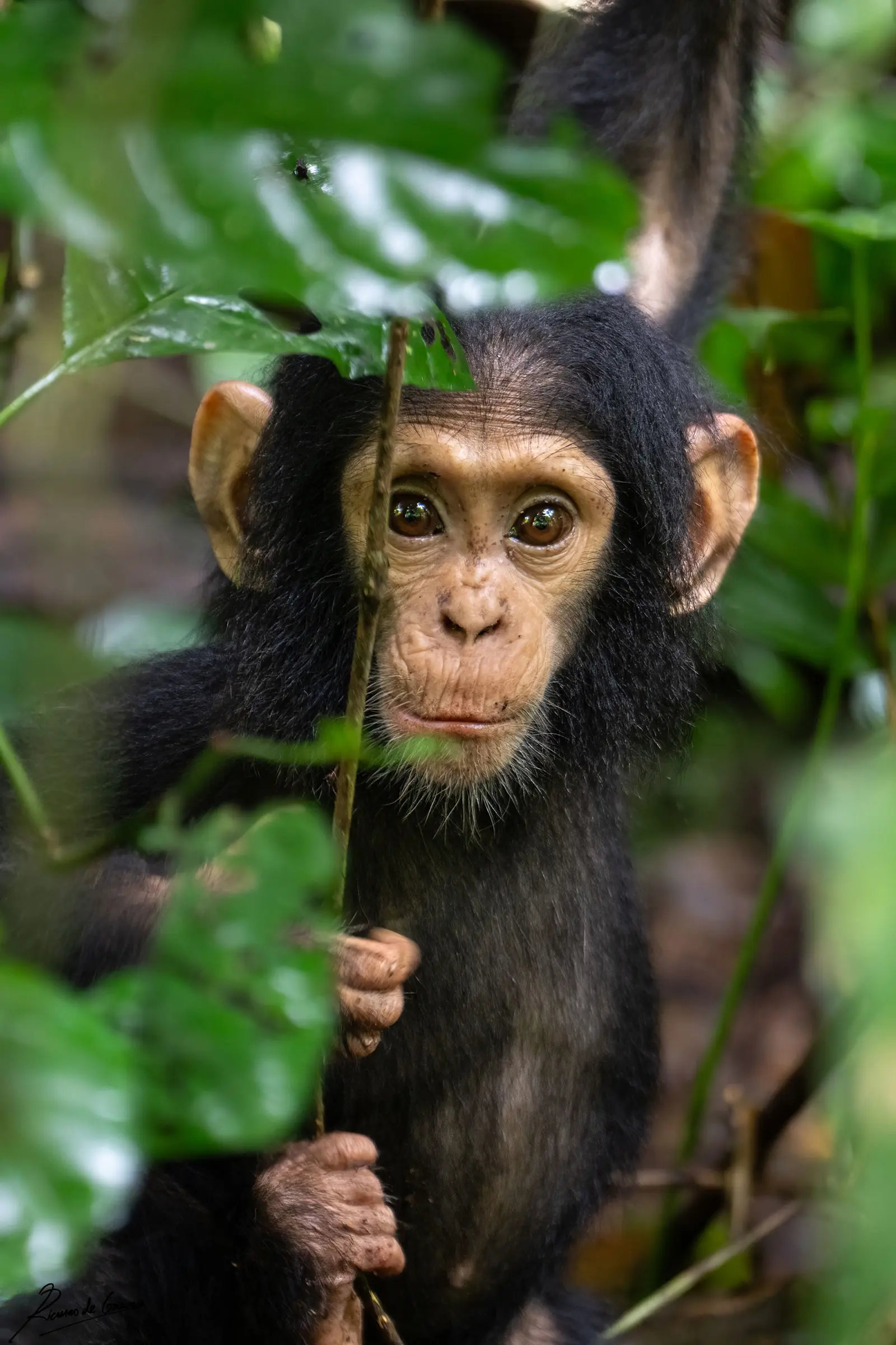 CHIMPANZEE TREKKING