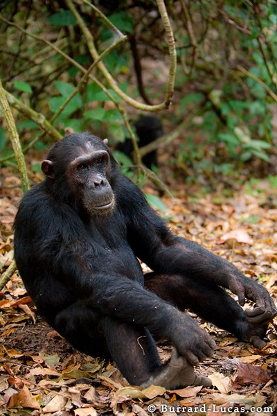 CHIMPANZEE TREKKING