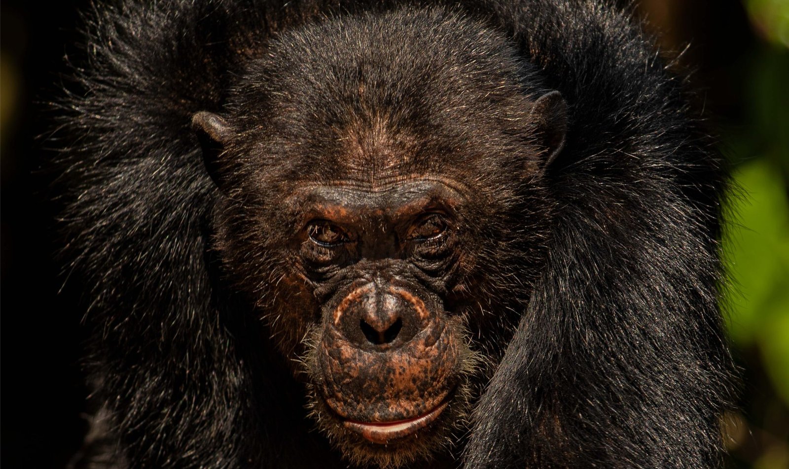 CHIMPANZEE TREKKING