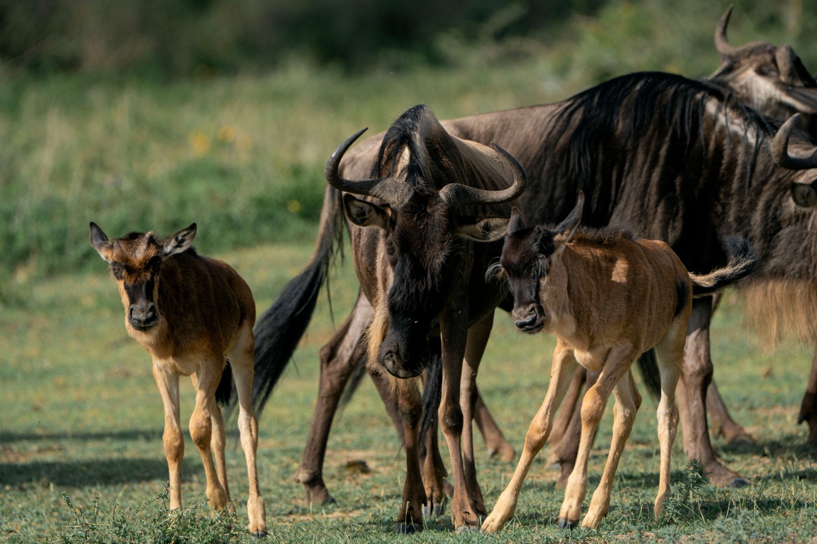 THE GREAT WILDEBEEST MIGRATION
