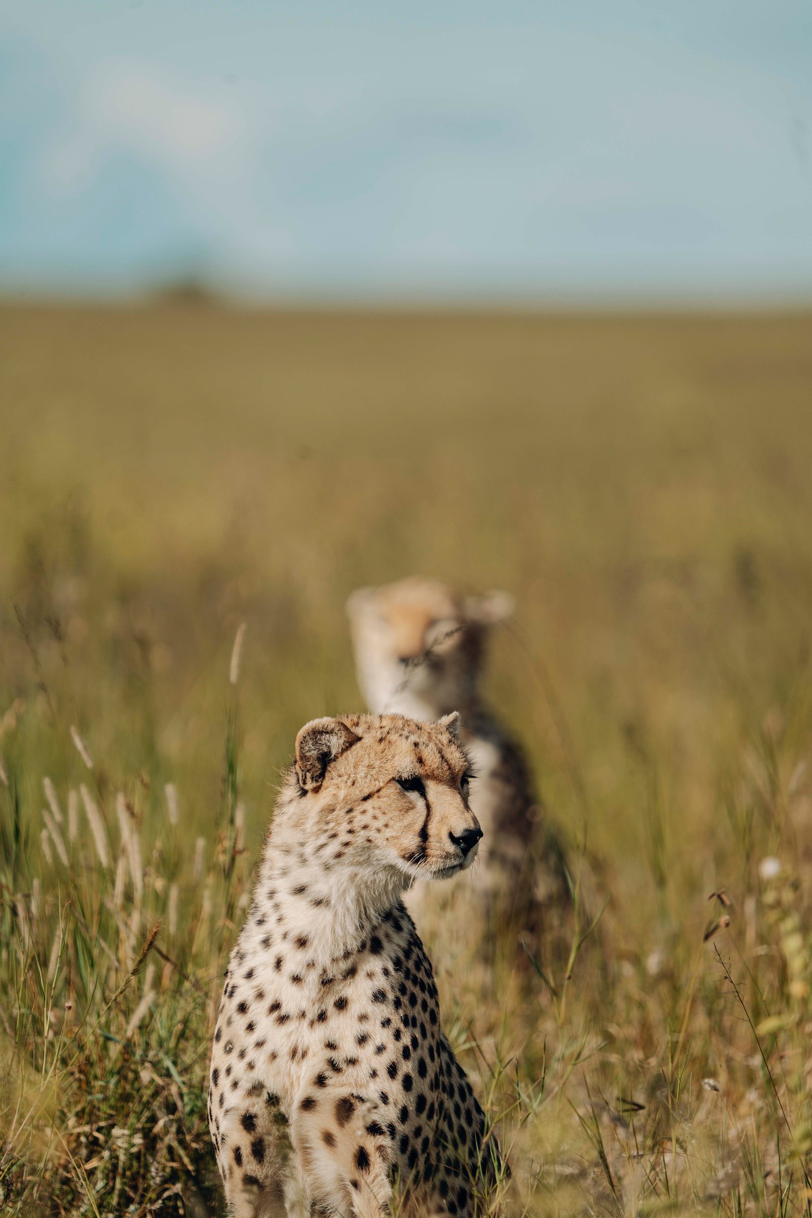 LUXURY SAFARIS