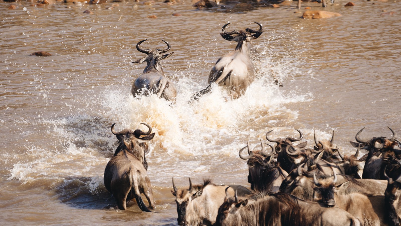 THE GREAT WILDEBEEST MIGRATION