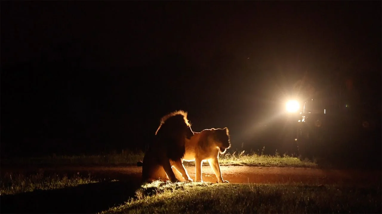 NIGHT GAME DRIVES