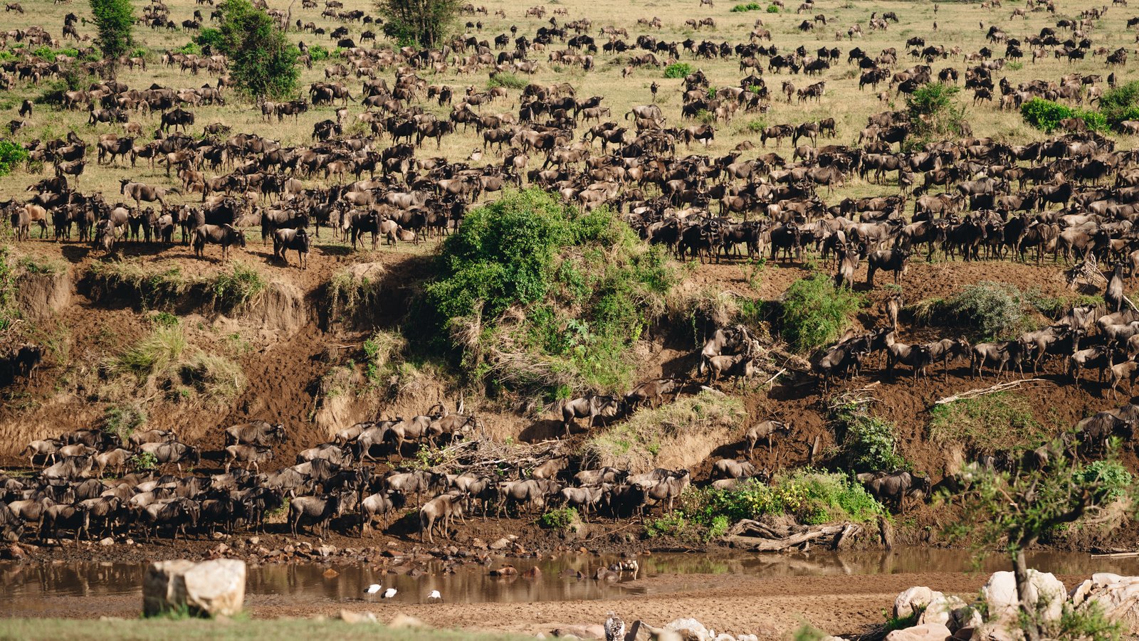 THE GREAT WILDEBEEST MIGRATION
