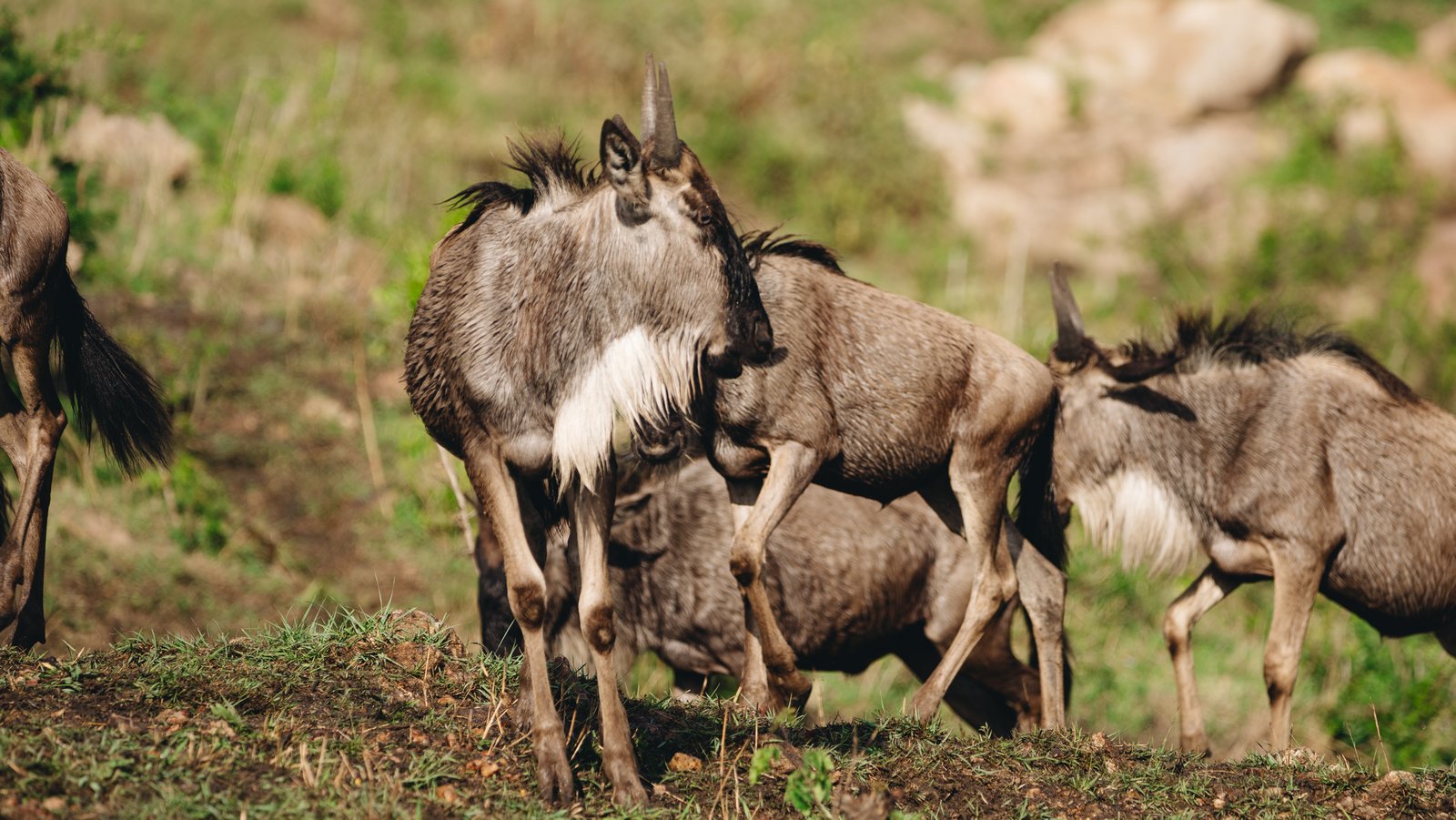 THE GREAT WILDEBEEST MIGRATION
