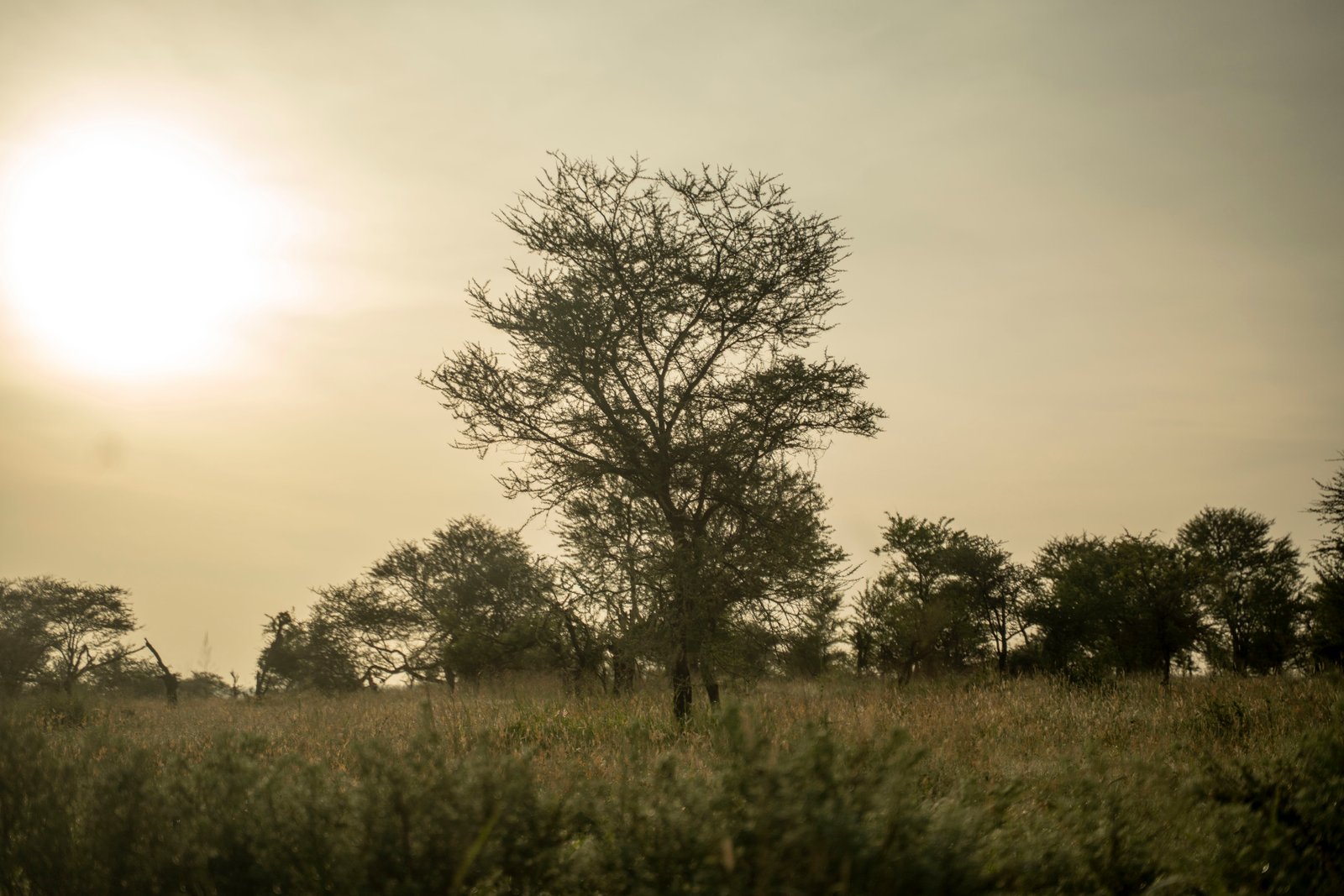 10 Days — Extended Serengeti & Tanzania Safari