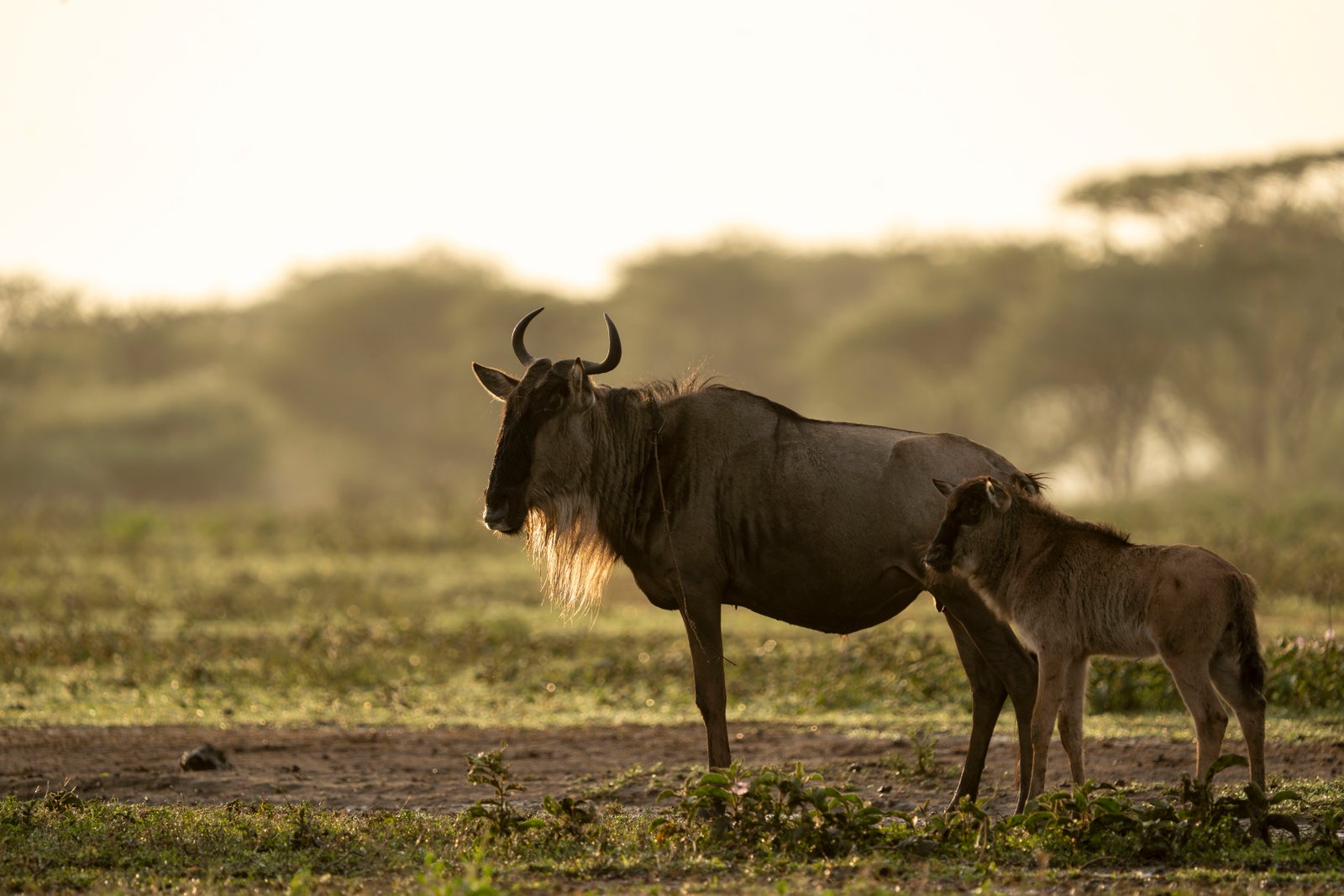 7 Days in the Heart of the Wild