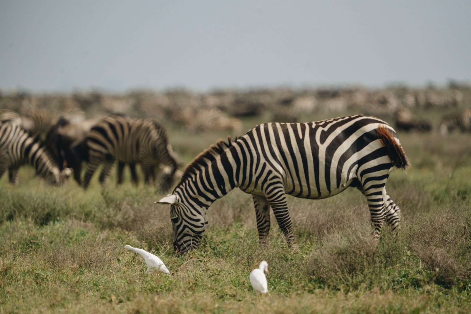 7 Days in the Ruaha Wilderness