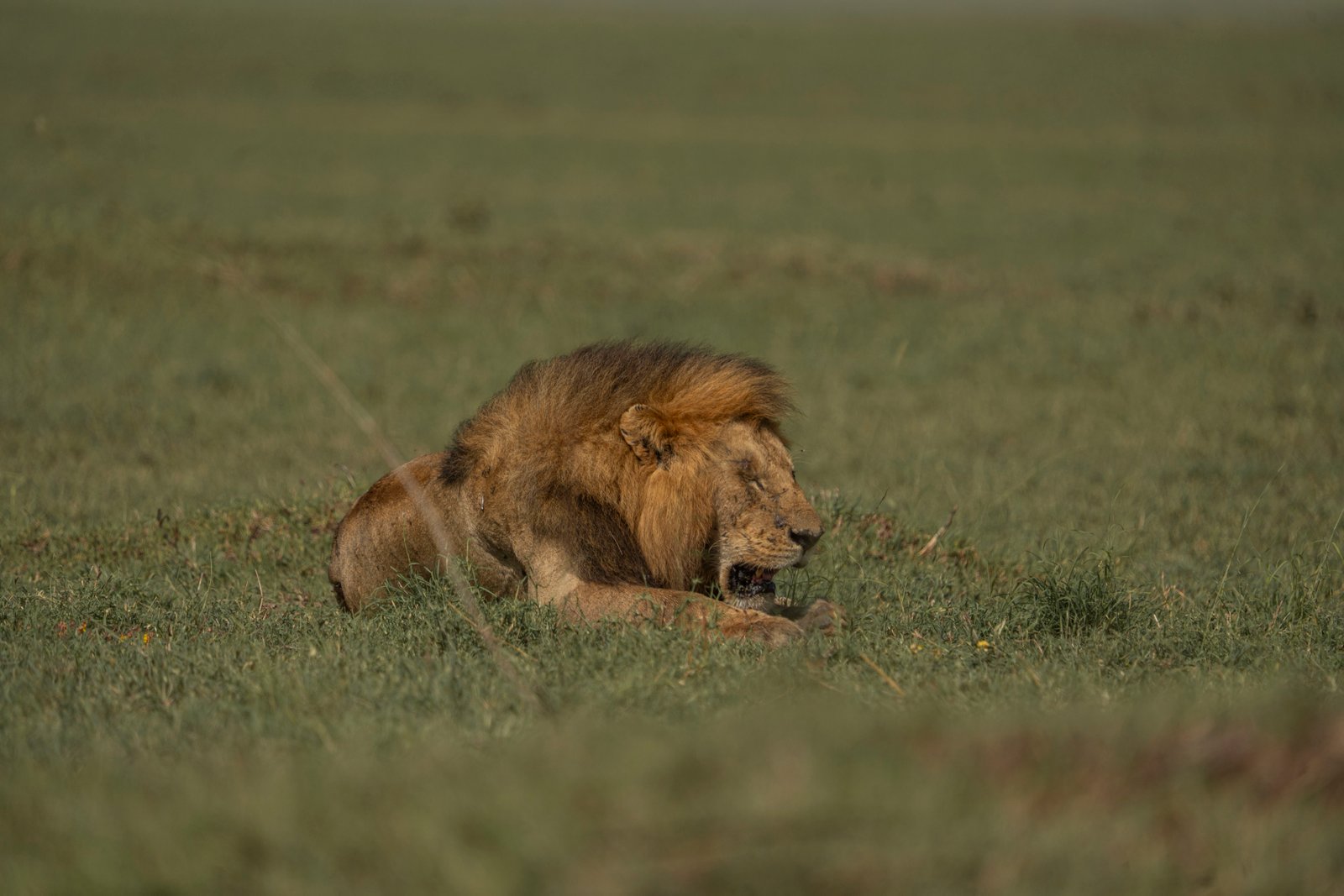 9 Days in Wild Africa