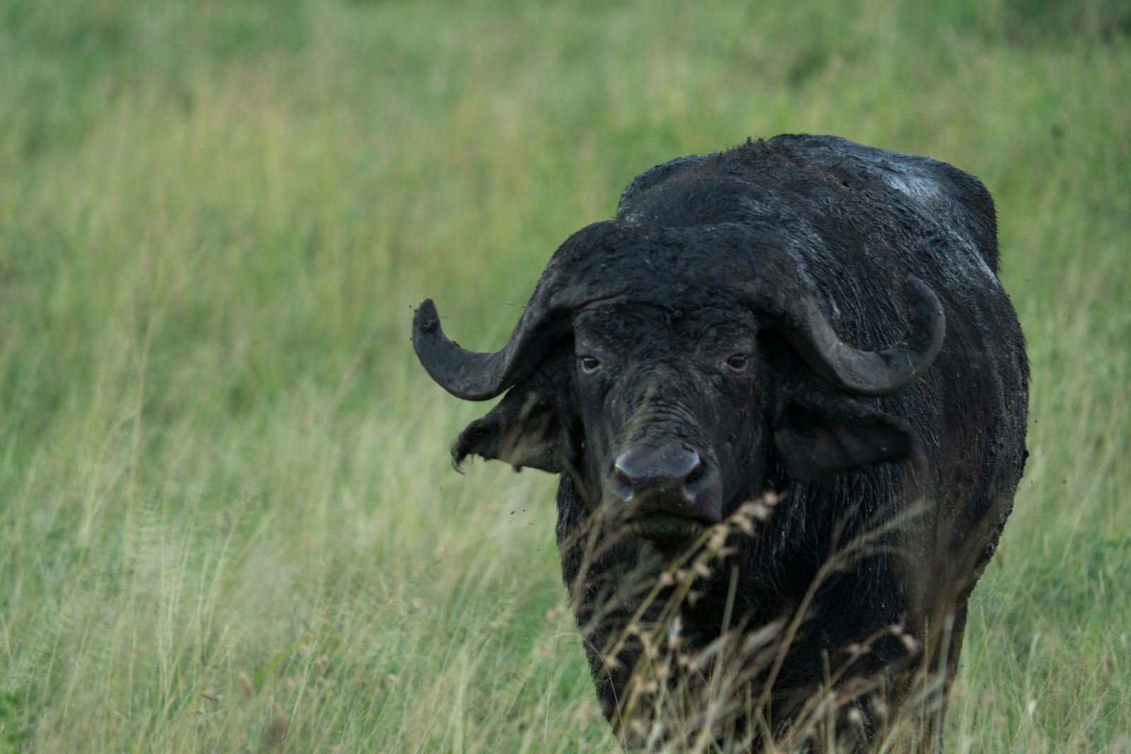 10 Days — Extended Serengeti & Tanzania Safari