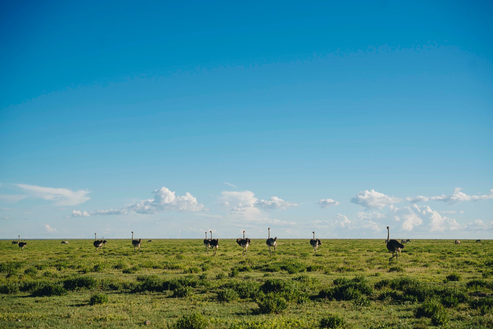 5 Day Serengeti & Ngorongoro Fly-In Safari