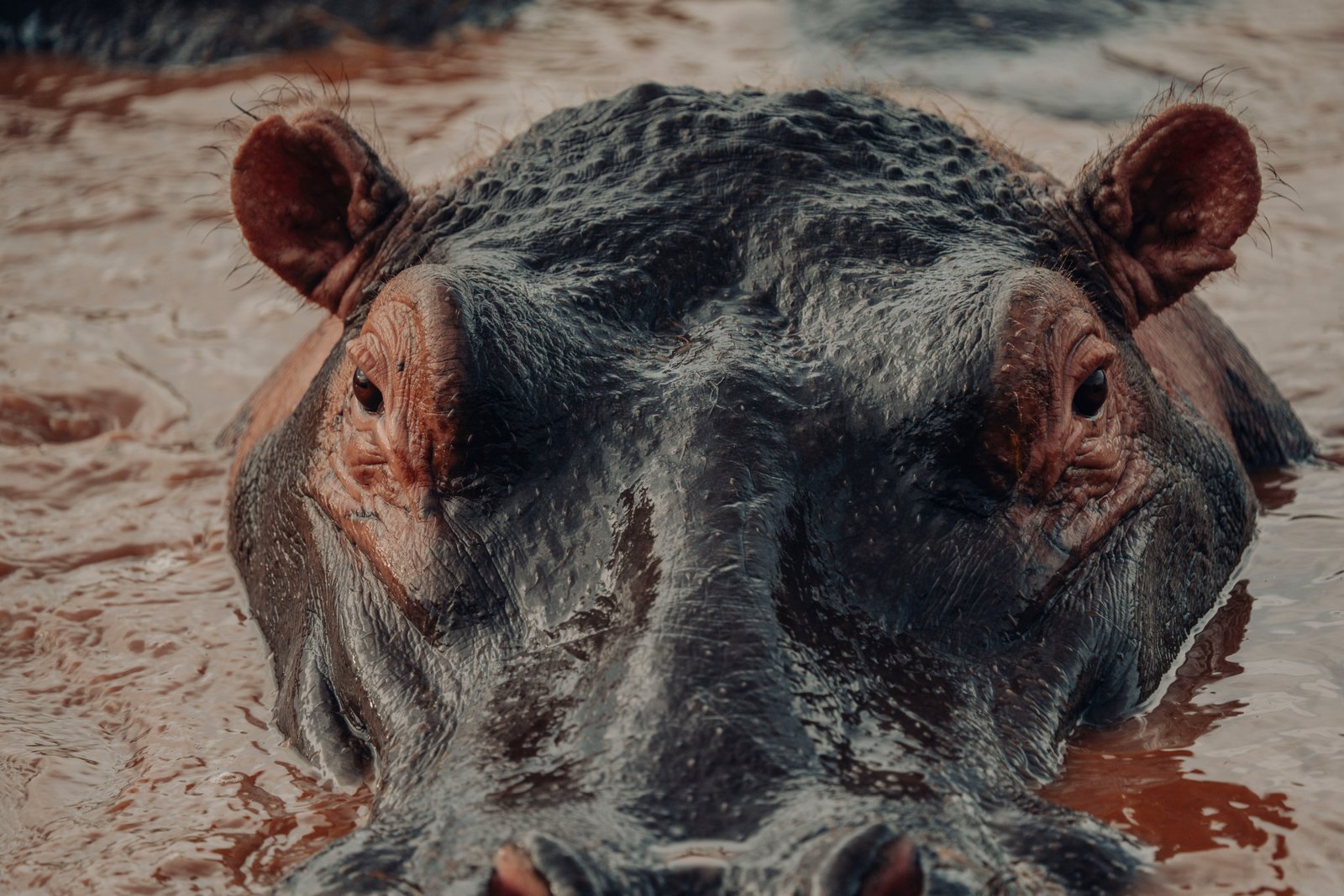 10 Days Ruaha and the Remote West