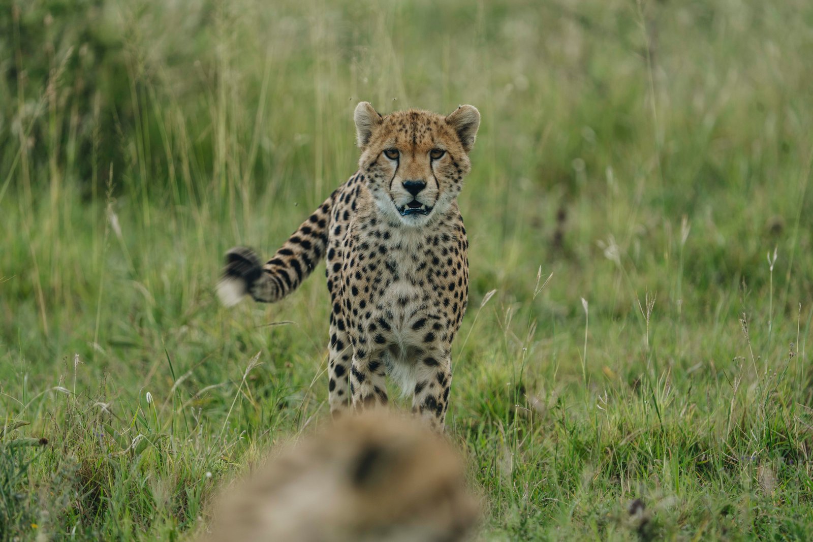 7 Days — Northern Tanzania Wildlife Safari
