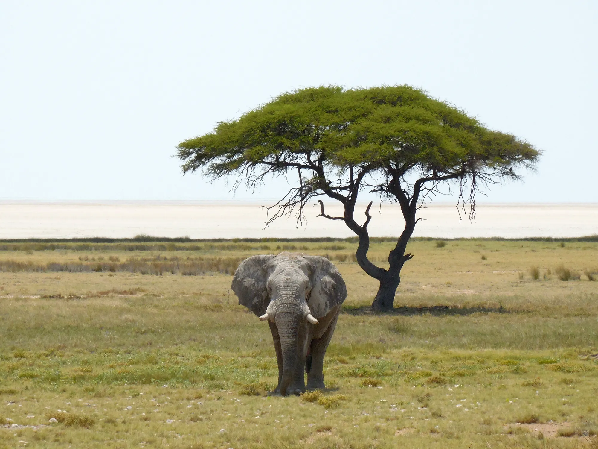 9 Days — Great Migration Safari