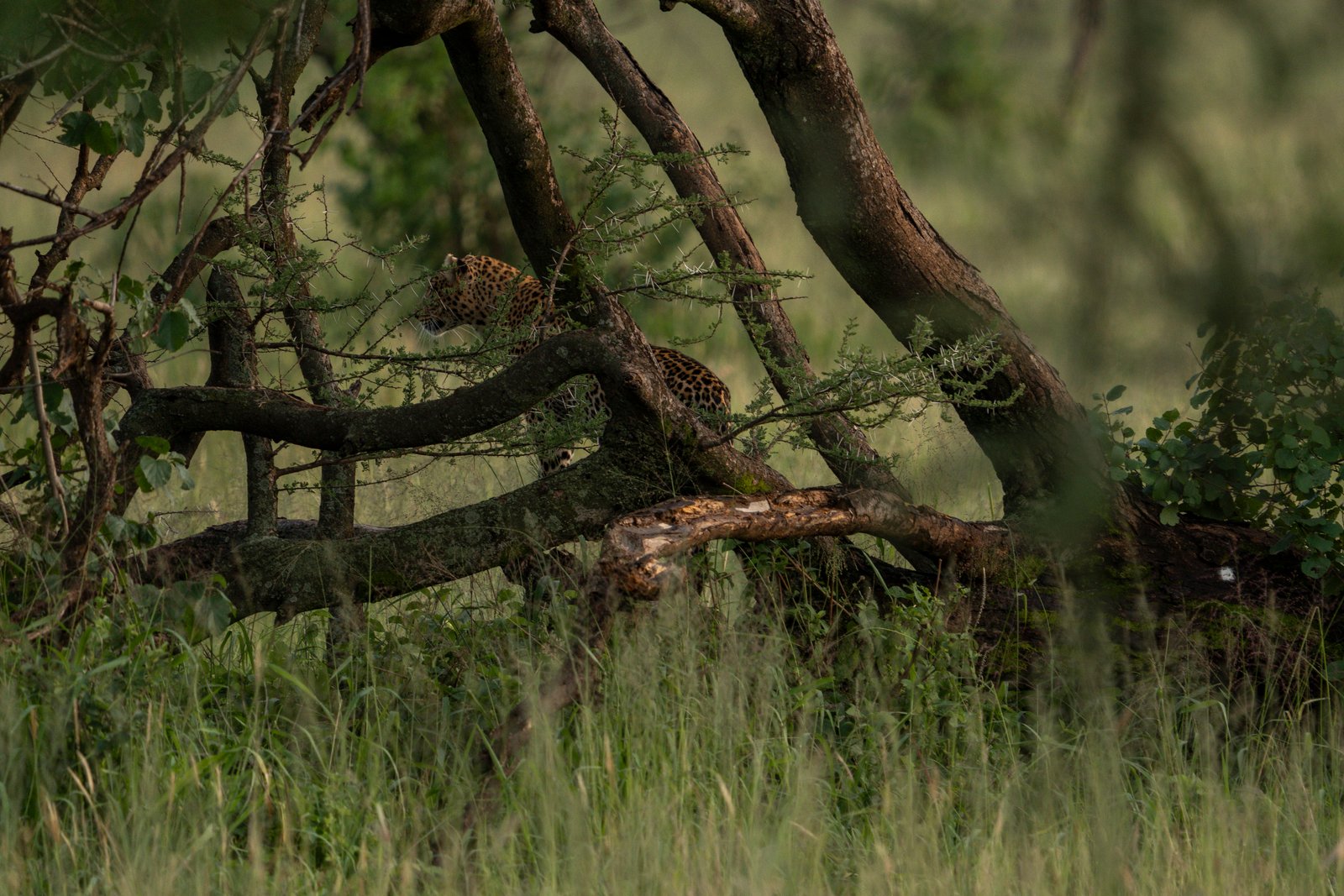 7 Days — Northern Tanzania Wildlife Safari