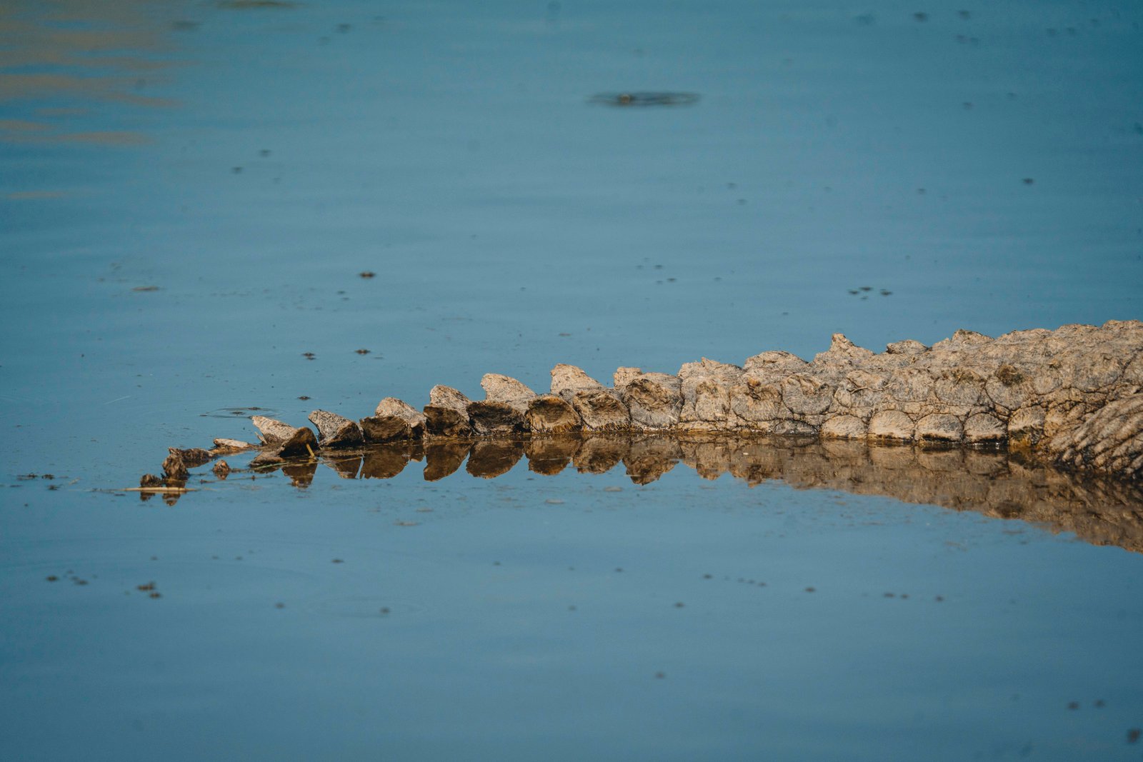 7 Days in the Ruaha Wilderness