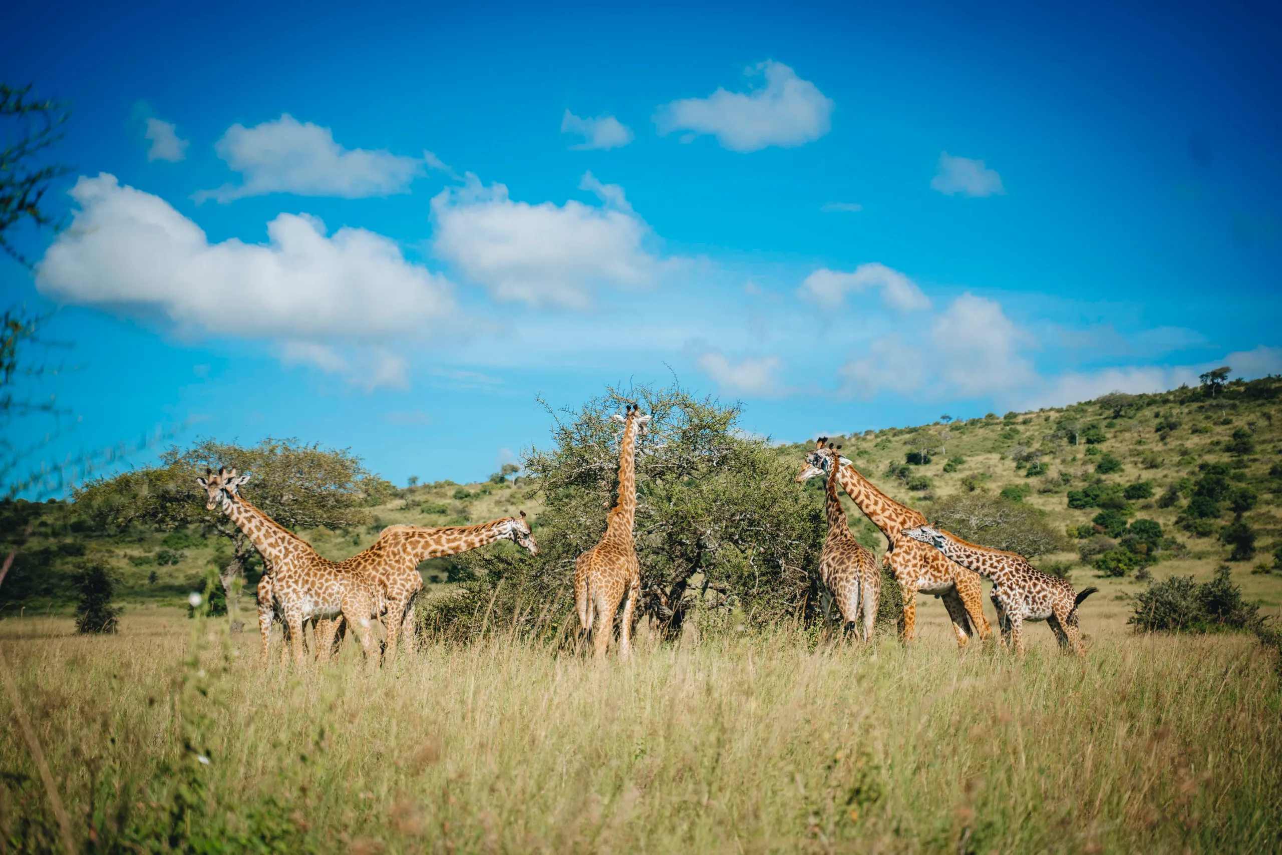 10 Day Luxury Tanzania Safari Serengeti & Ngorongoro Crater