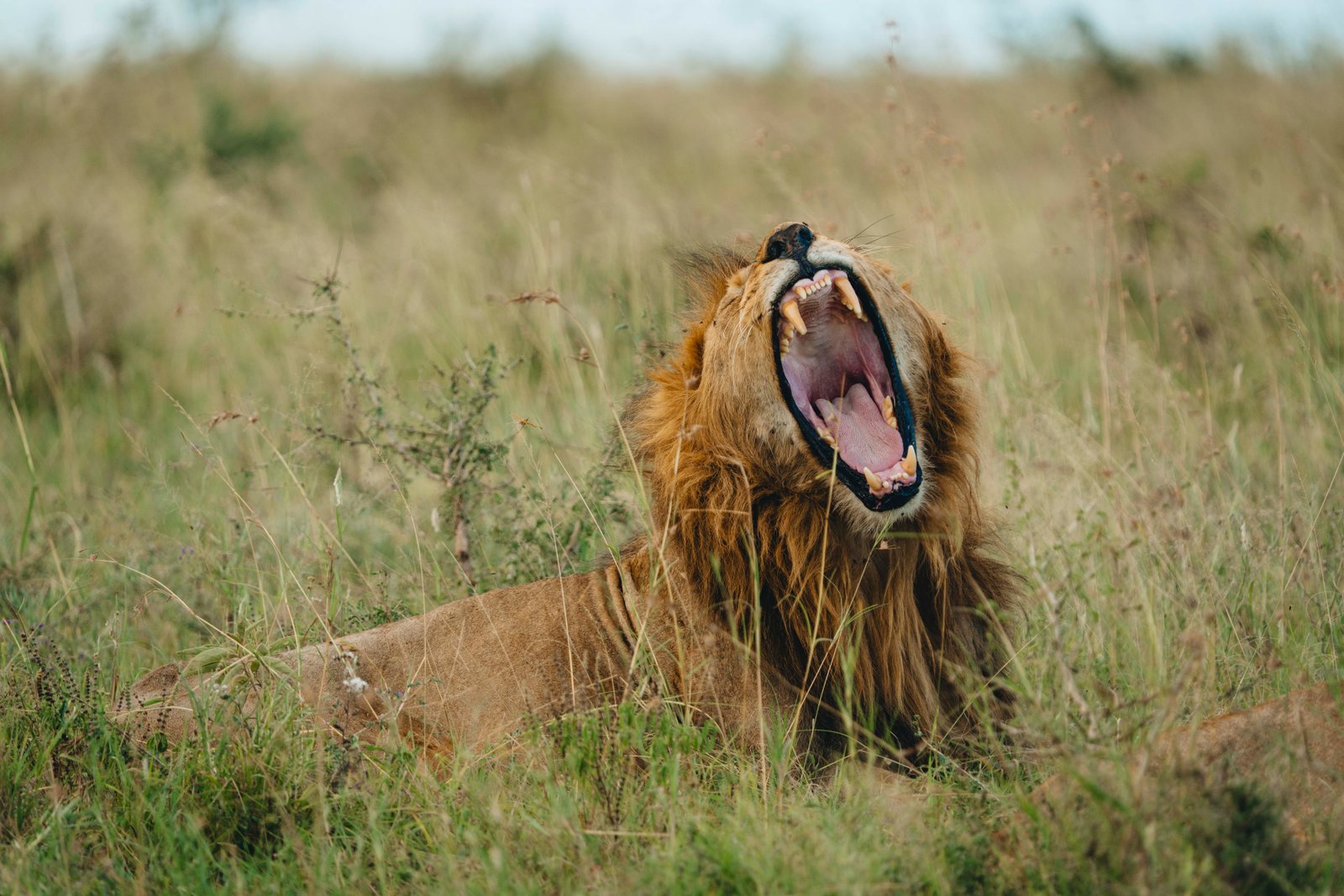 6 Days — Northern Tanzania Safari