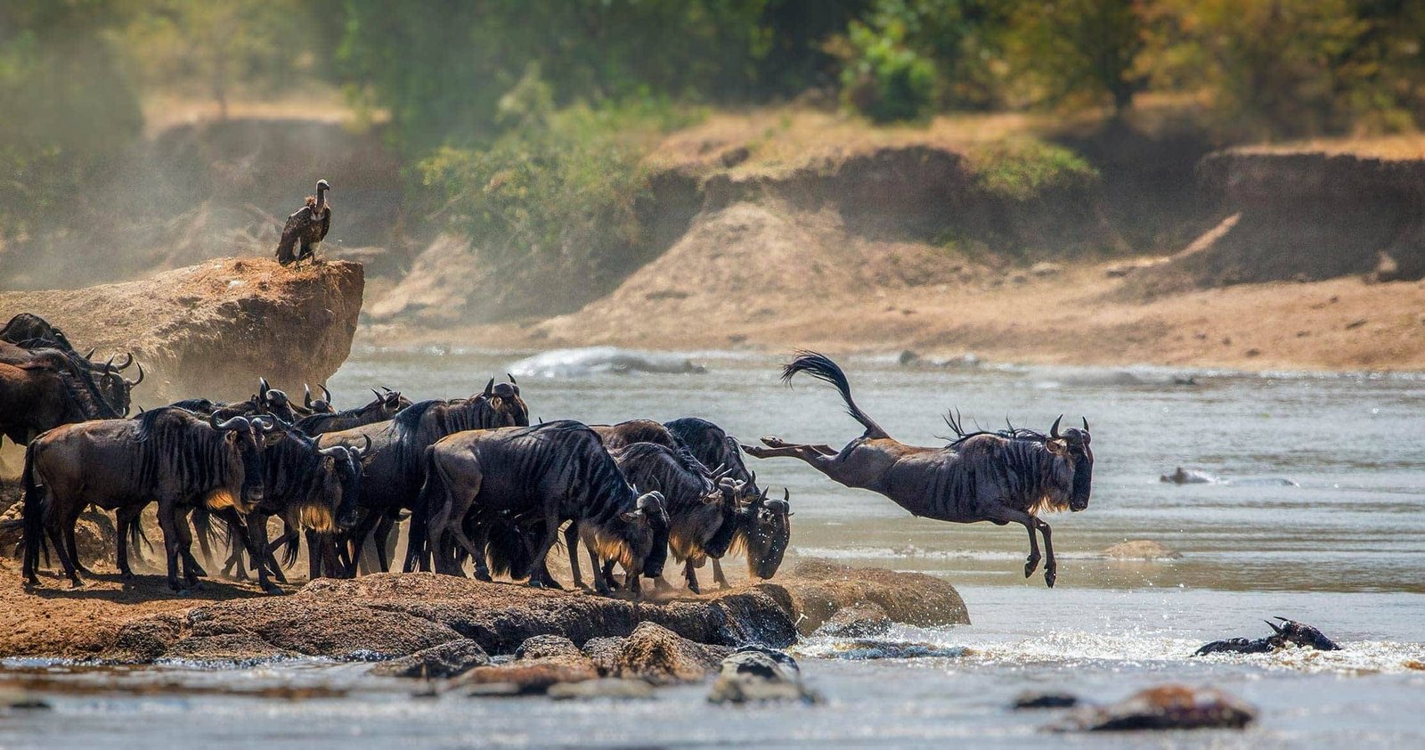9 Days Great Migration Safari