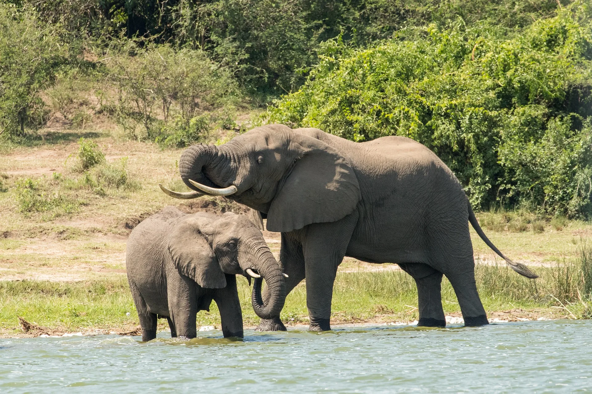 12 Day Southern Tanzania Safari Ruaha & Nyerere (Selous)