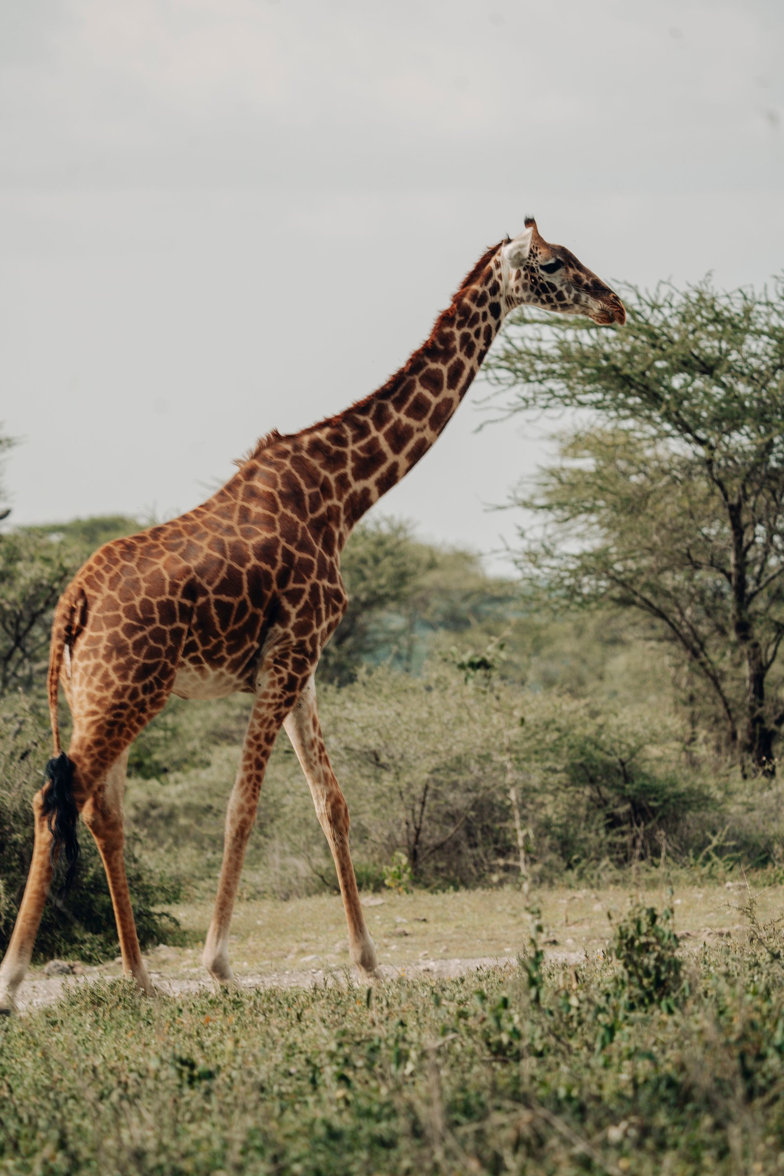 4 Day Northern Circuit Highlights