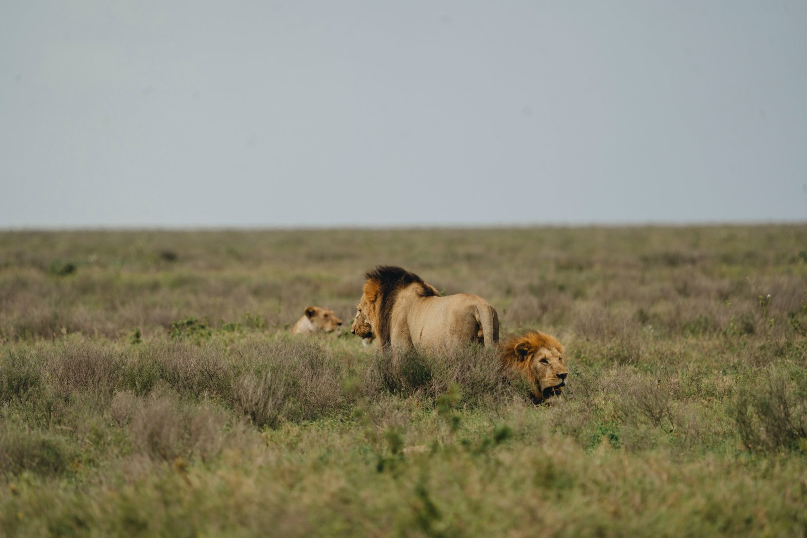 5 Days in the Heart of Ruaha