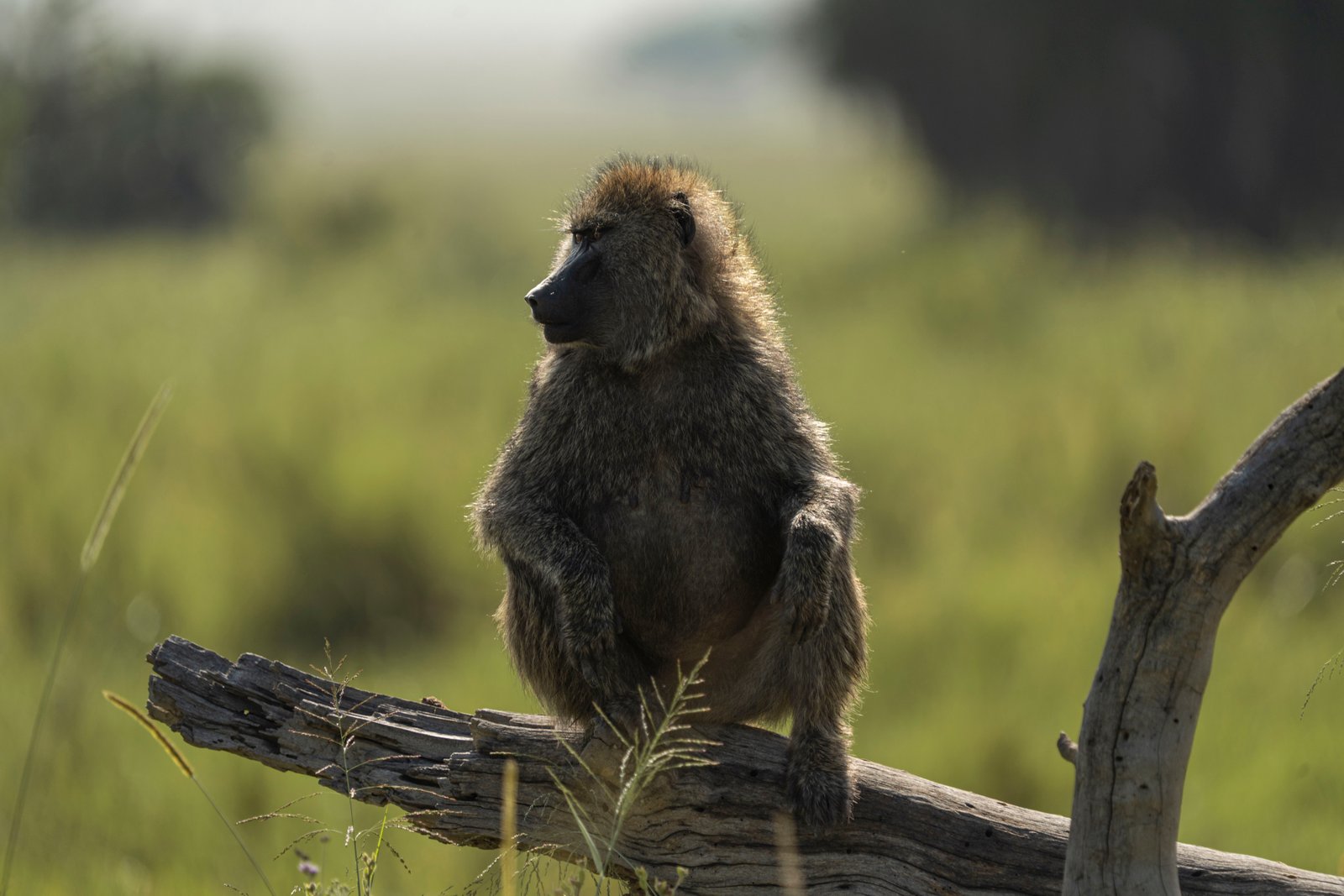 5 Day Zanzibar to Serengeti Fly-In Safari