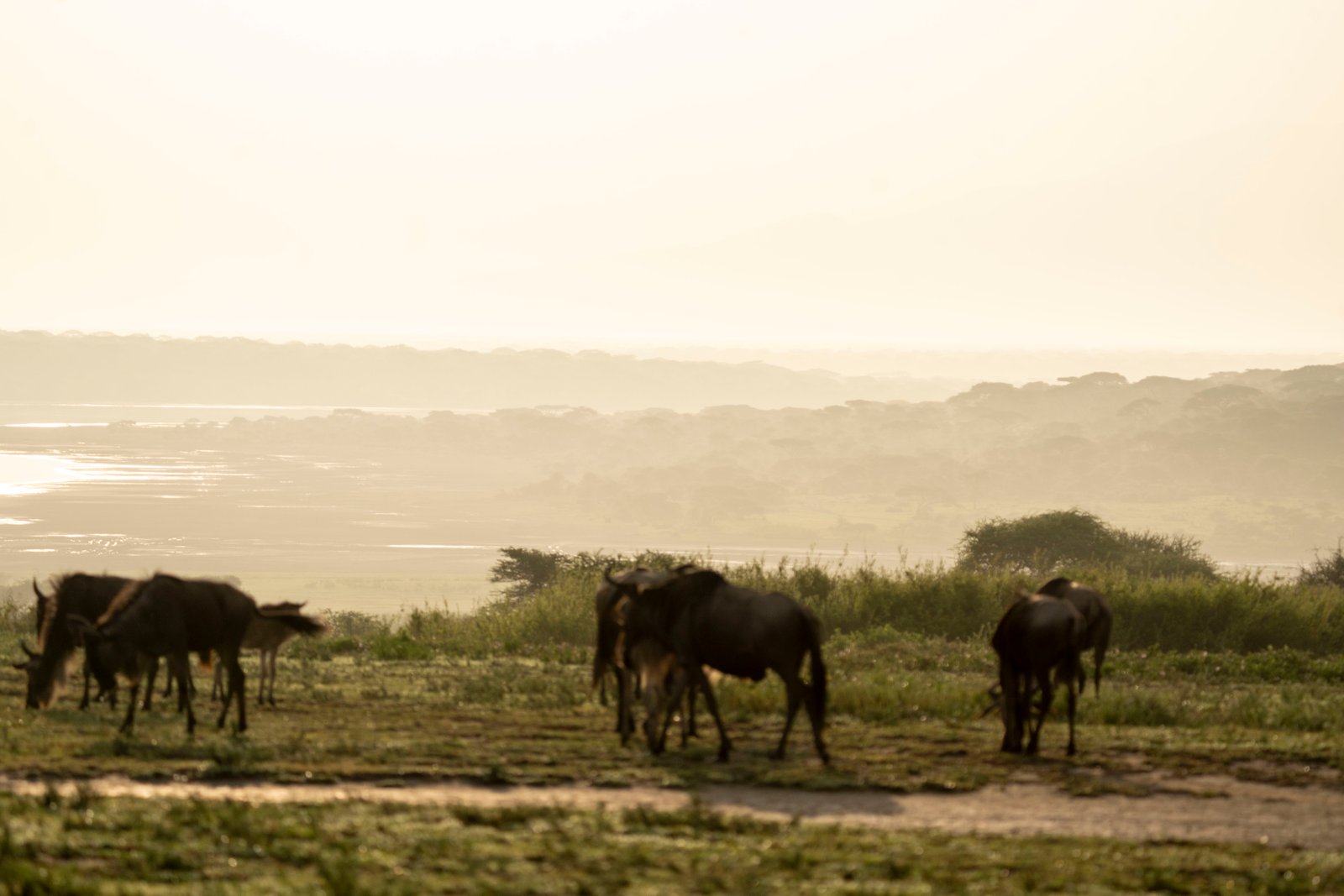6 Days — Great Migration Safari