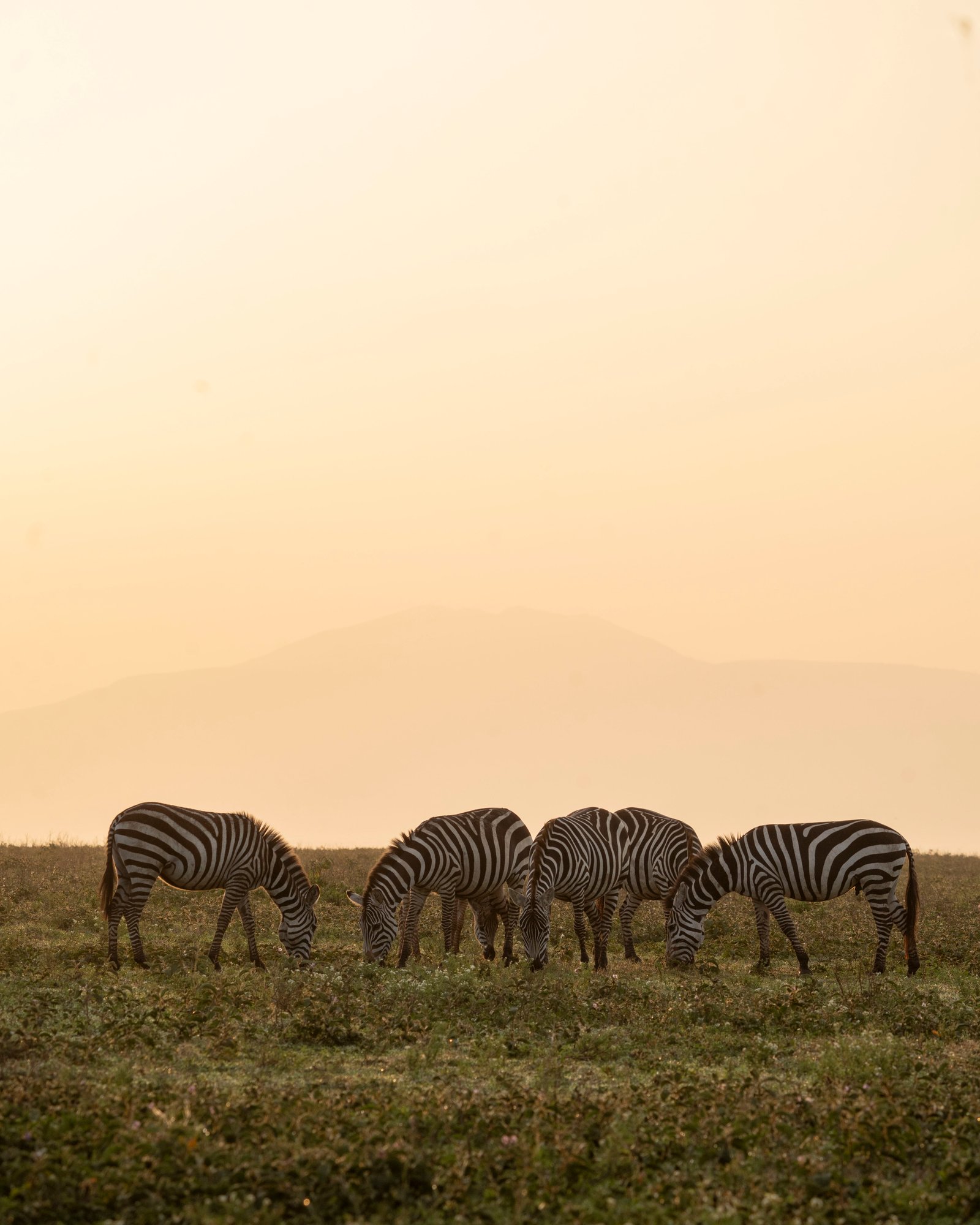 6 Days — Northern Tanzania Safari