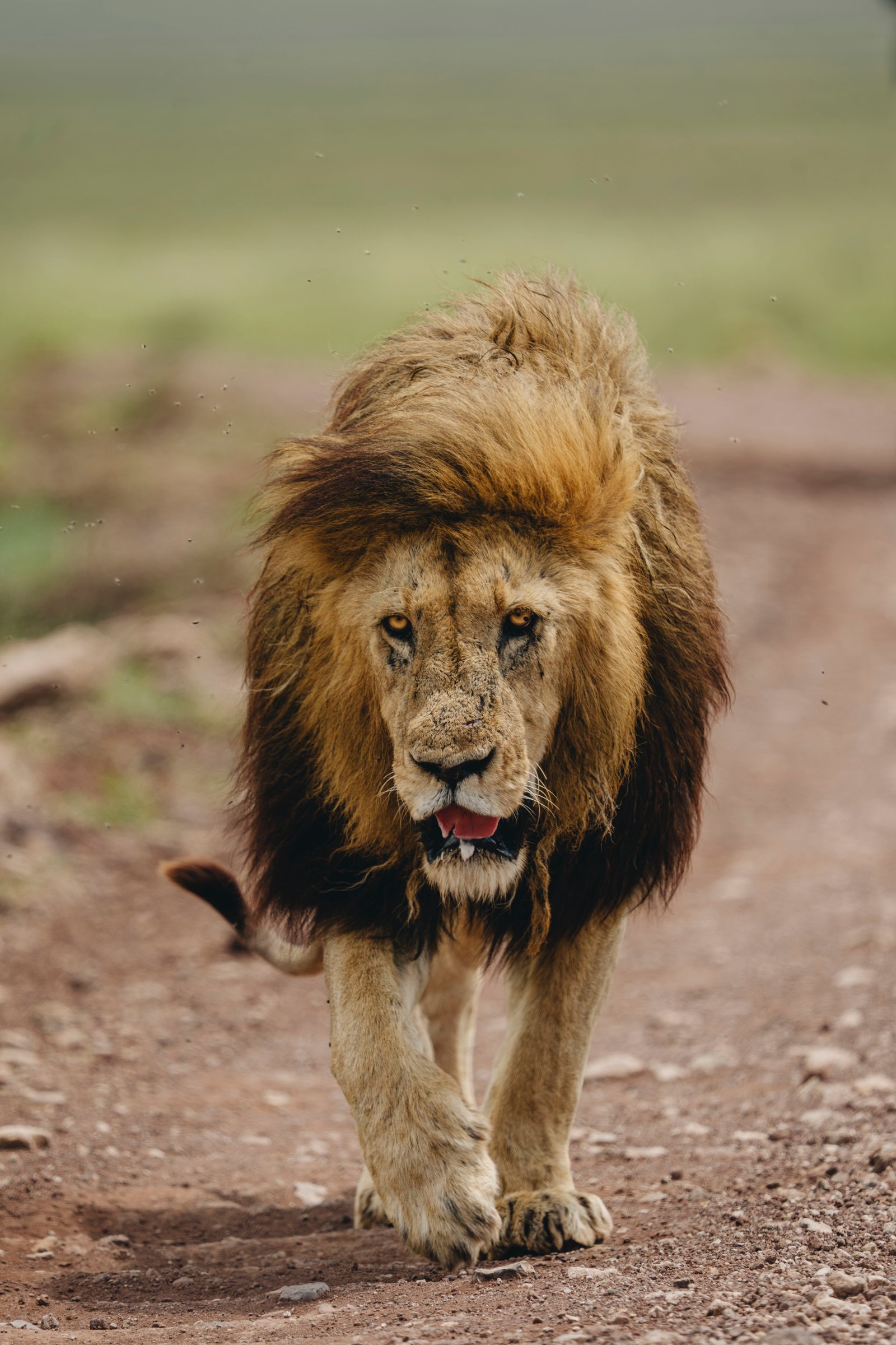 10 Days in Kenya & Tanzania