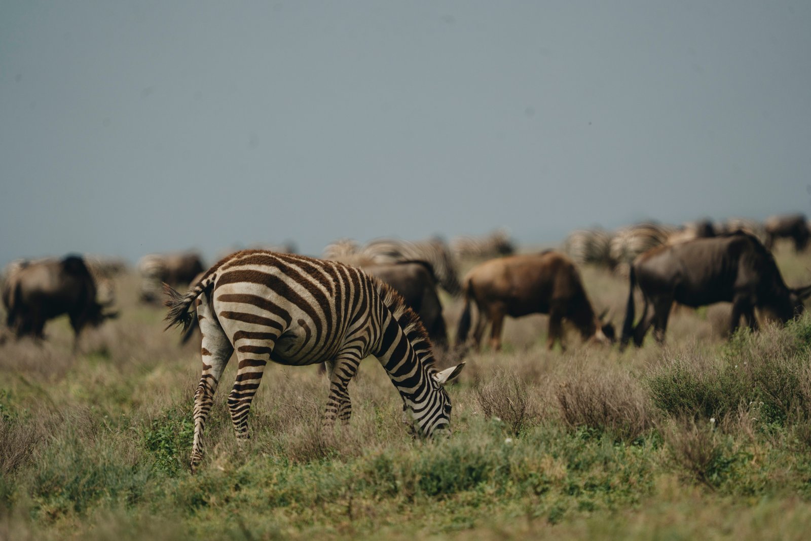 5 Day Serengeti & Ngorongoro Fly-In Safari